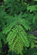 Indigofera heterantha